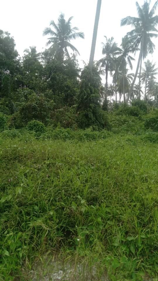 TANAH BESAR MUKIM KAPAR UNTUK DIJUAL!!️  Kg Perepat | Geran Individu•Status Pertanian •Leasehold 99 tahun (hingga 2104)  - Image 3