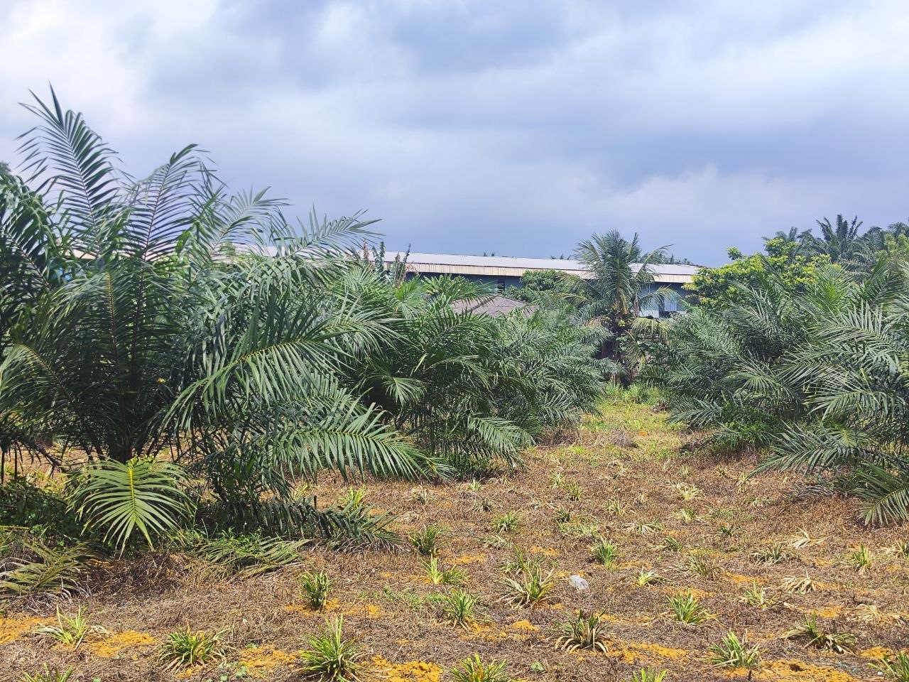Agriculture Land For Sale Kampung Sri Paya Kelapa Sawit | 162,914 sqft | RM2.28M - Image 7