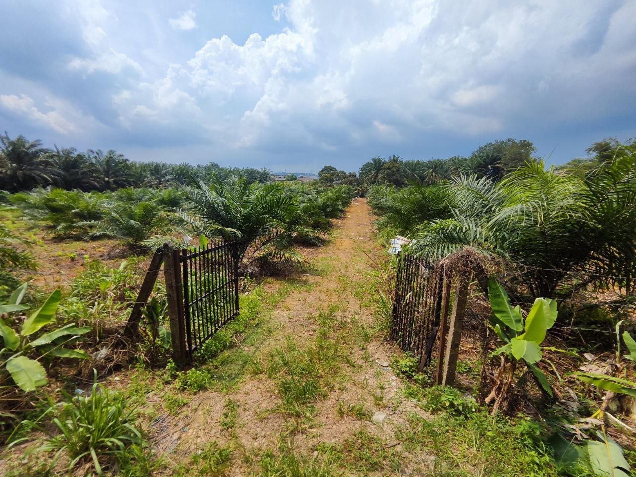 Agriculture Land For Sale Kampung Sri Paya Kelapa Sawit | 162,914 sqft | RM2.28M - Image 4