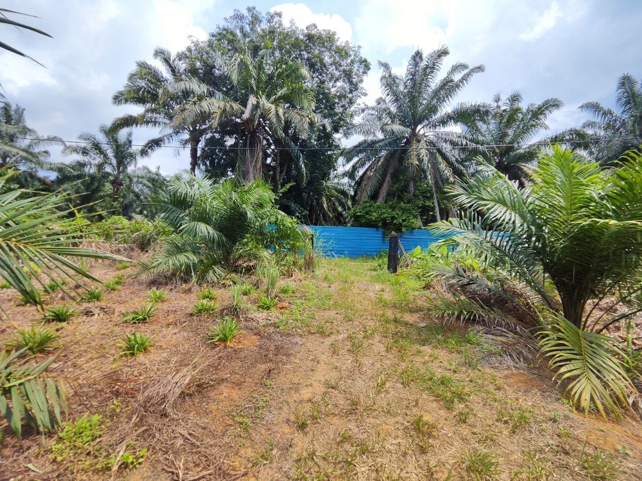 Agriculture Land For Sale Kampung Sri Paya Kelapa Sawit | 162,914 sqft | RM2.28M - Image 5