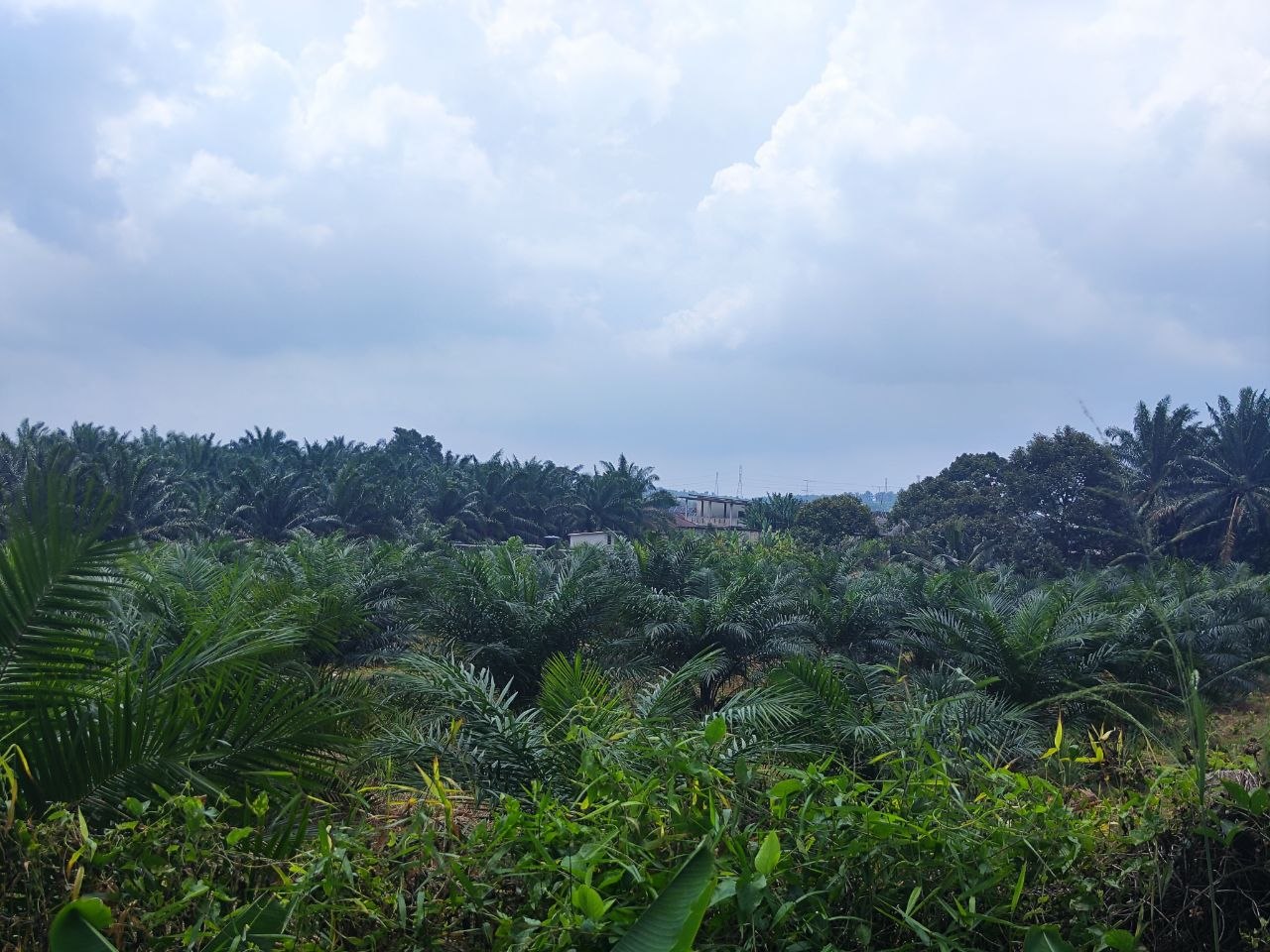 Agriculture Land For Sale Kampung Sri Paya Kelapa Sawit | 162,914 sqft | RM2.28M - Image 3