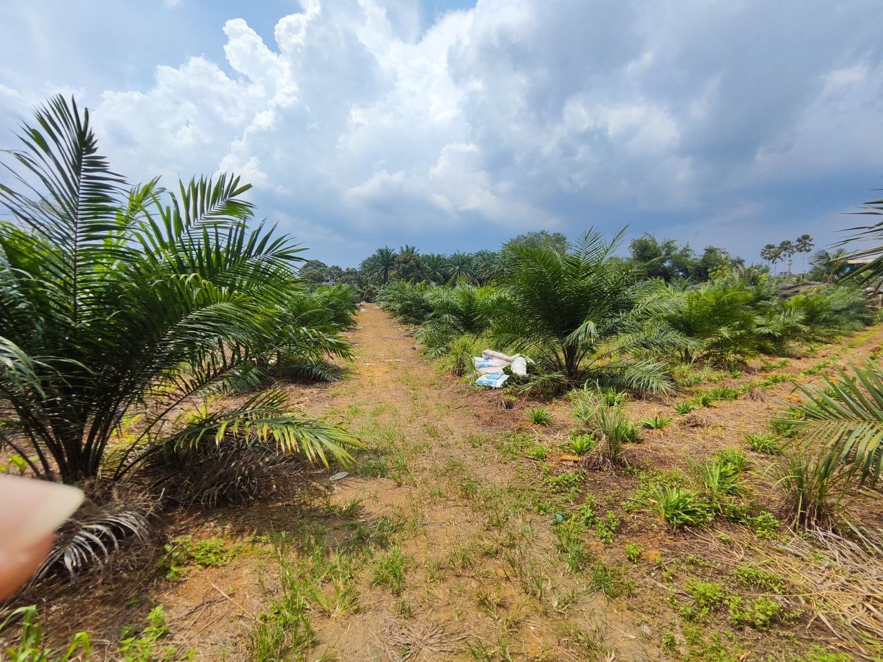 Agriculture Land For Sale Kampung Sri Paya Kelapa Sawit | 162,914 sqft | RM2.28M - Image 8