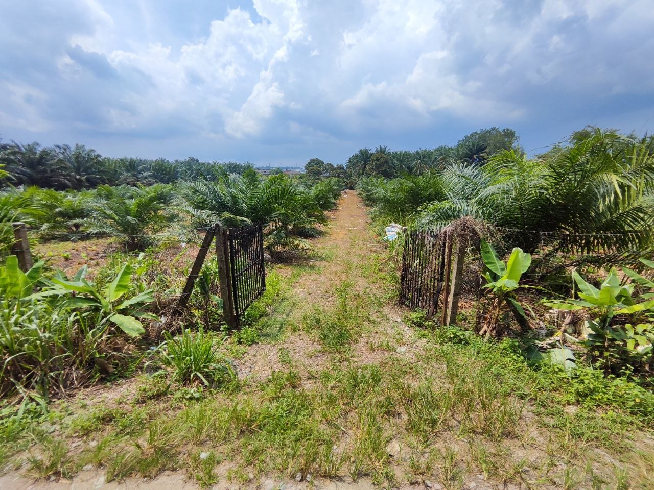 Agriculture Land For Sale Kampung Sri Paya Kelapa Sawit | 162,914 sqft | RM2.28M - Image 10