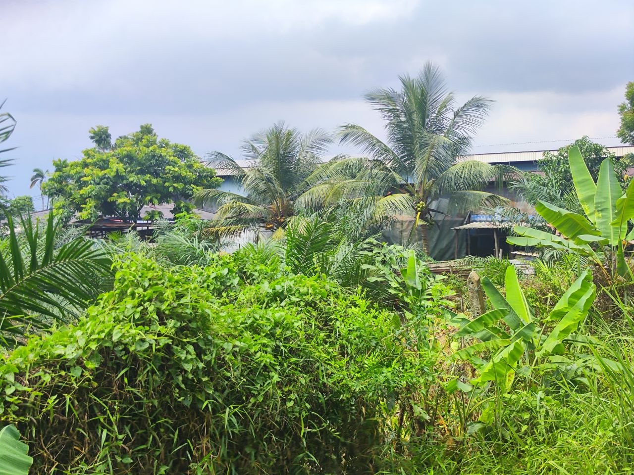 Agriculture Land For Sale Kampung Sri Paya Kelapa Sawit | 162,914 sqft | RM2.28M - Image 2
