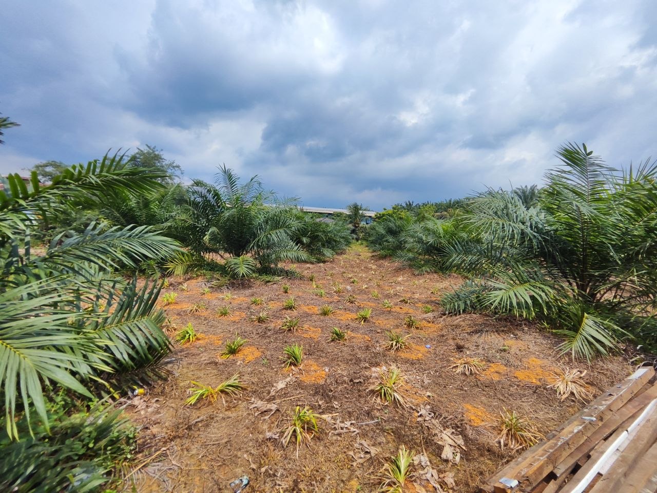Agriculture Land For Sale Kampung Sri Paya Kelapa Sawit | 162,914 sqft | RM2.28M - Image 6
