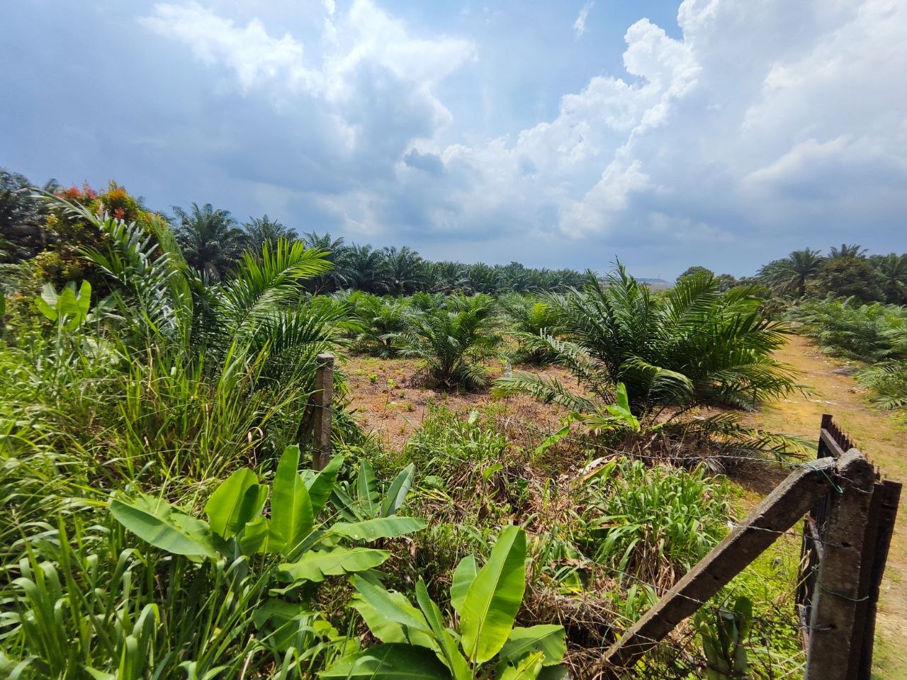 Agriculture Land For Sale Kampung Sri Paya Kelapa Sawit | 162,914 sqft | RM2.28M - Image 9