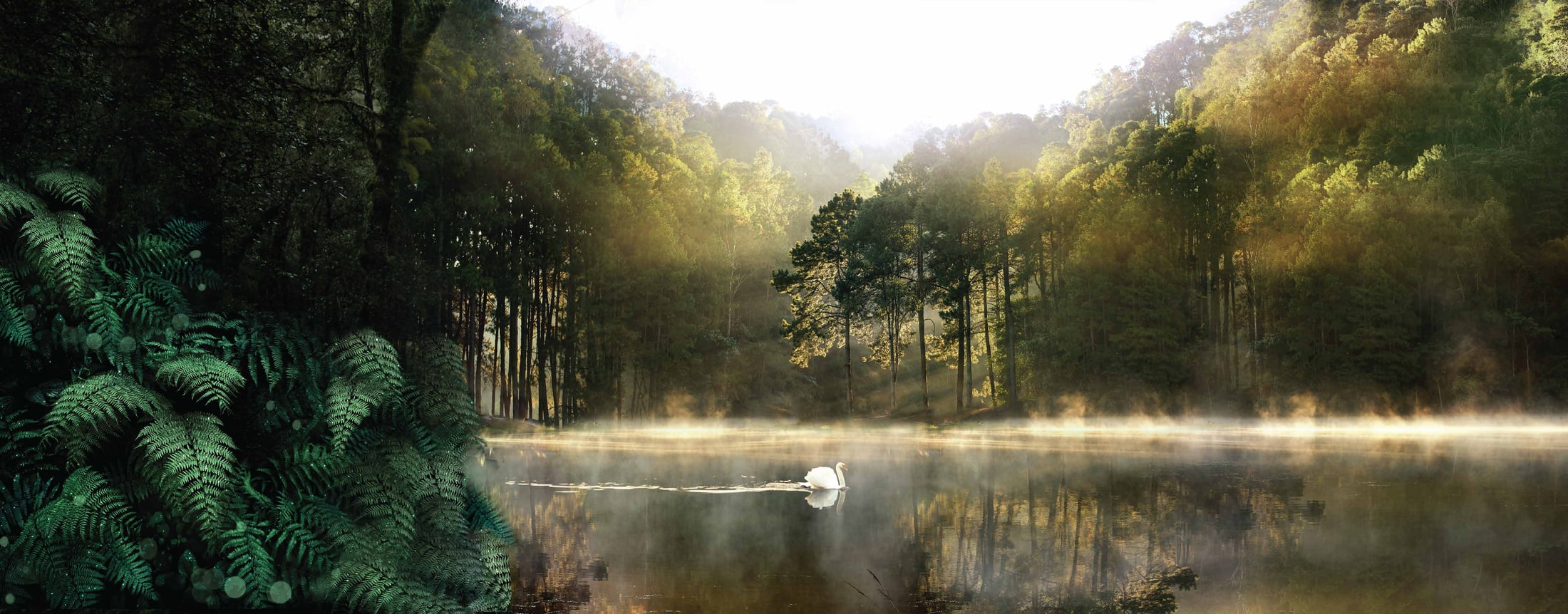 The forest setting that gives Foresthill its name